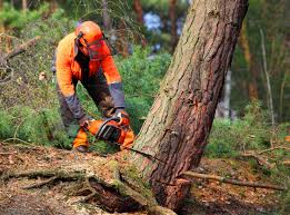  , USA Tree Care Pros